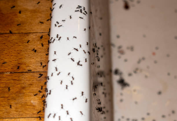 Best Wasp Removal Services  in Bidwell, OH